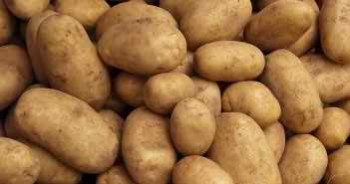 potato-bangladesh-351x185