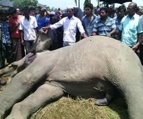দুর্গাপুরে বন্যহাতির আক্রমনে নিহত ২ : হাতিকে গুলি করে হত্যা