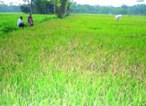 ফরিদগঞ্জে অজ্ঞাত রোগে পুড়ে যাচ্ছে বোরো ধান