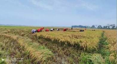 কৃষকের পাশে গোপালগঞ্জ ছাত্রলীগ