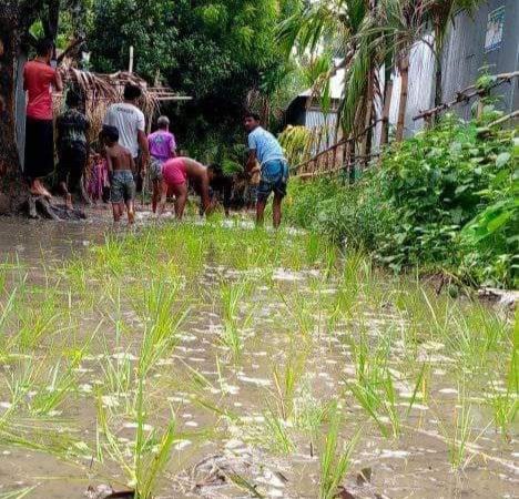 শ্রীবরদীতে রাস্তায় ধানের গাছ রোপন করে  প্রতিবাদ